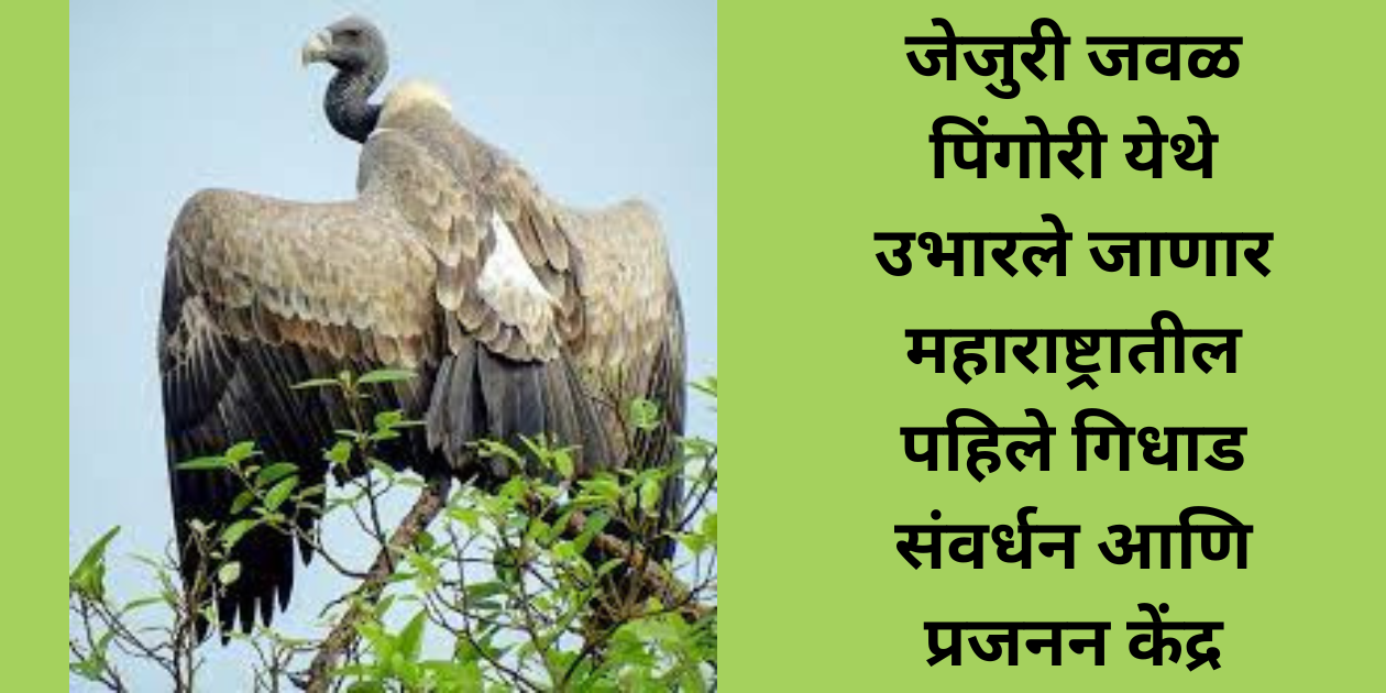 maharashtras-first-vulture-conservation-and-breeding-center-is-in-pune-jejuri-pingori